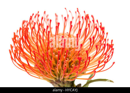 Das protea Blume rot Nadelkissen isoliert auf weißem Hintergrund Stockfoto