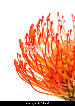 Das protea Blume rot Nadelkissen isoliert auf weißem Hintergrund Stockfoto