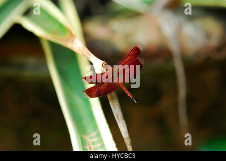 Rote Libelle sitzen ruht auf grünes Blatt im Garten am Morgen. Stockfoto