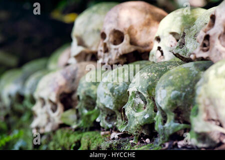 Gereinigte Schädel gestapelt unter einem Banyanbaum auf dem Friedhof nach historischen Hindu-Tradition in Trunyan, Bali, Indonesien Stockfoto