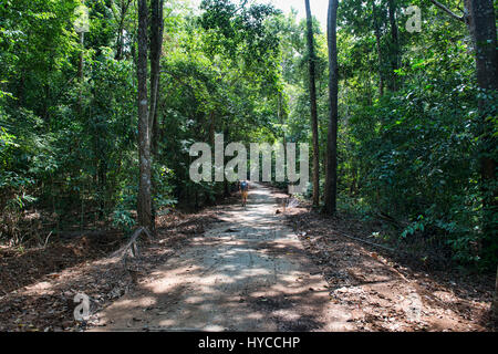 Wandern in den Dschungel, Ko Tarutao Insel, Thailand Stockfoto