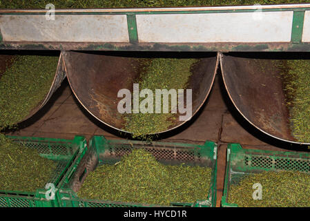 Sri Lanka, Galle, Dorf Akuressa. Bio-Grüntee Garten & Teefabrik. Werksbesichtigung, verlässt Förderband mit Tee. Stockfoto