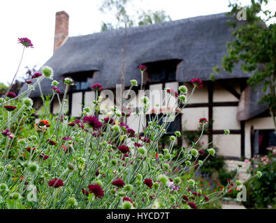 Anne Hathaway Cottage, Cottage Lane, Shottery, Stratford-Upon-Avon, CV37 9HH: Verbena Bonariensis Stockfoto