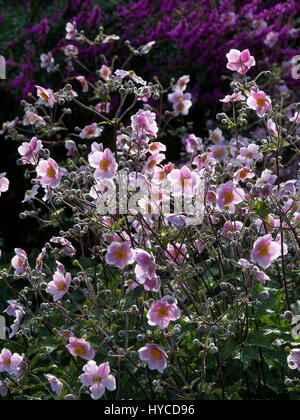 Bourton Haus Garden,Bourton-0n-the-Hill,Moreton-in-Marsh,Gloucestershire GL56 9AE: japanische Anemone.  Anemone X hybrida 'Königin Charlotte' Stockfoto