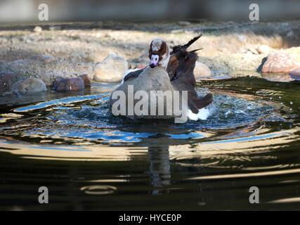 Enten Sie in einem Teich bewegt und Spritzwasser Stockfoto