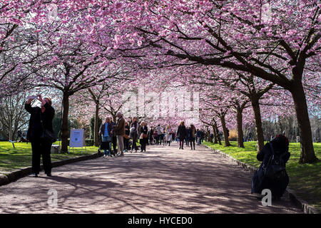 Frühling kommt in Dänemark. Einmal im Jahr strömen einheimische und Touristen in Bispebjerg Friedhof, Kopenhagen, um die Allee der rosa Kirschenbaum Blüten genießen. Stockfoto