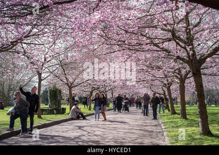 Frühling kommt in Dänemark. Einmal im Jahr strömen einheimische und Touristen in Bispebjerg Friedhof, Kopenhagen, um die Allee der rosa Kirschenbaum Blüten genießen. Stockfoto