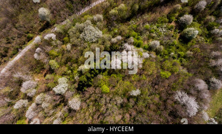 Luftaufnahme des Waldes mit Wildkirsche in den Frühling erwachen. Stockfoto