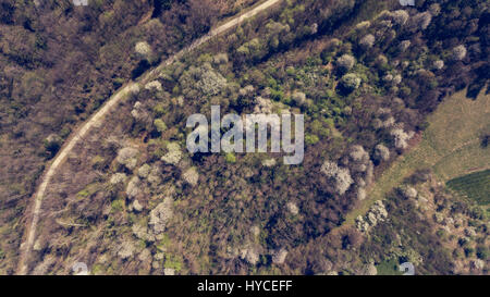 Luftaufnahme des Waldes mit Wildkirsche in den Frühling erwachen. Stockfoto