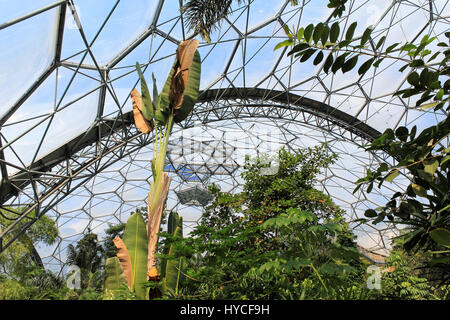 Eden Project, Cornwall, England – 24. August 2010: Der weltweit größte Regenwald in Gefangenschaft mit dampfenden Dschungel und Wasserfällen. Bildungszentrum. Stockfoto