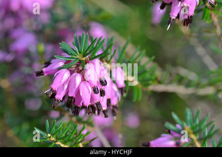 Erica Pflanze blüht mit rosa oder lila Blüten | Blühende Erika Mit Rosa