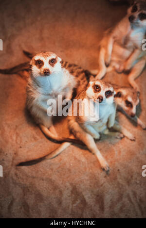 Viele Erdmännchen gespielt werden und liegen auf dem Sand Stockfoto