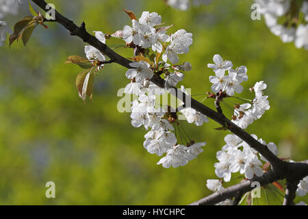 Apfel Baum Blumen blühen im Frühjahr vor dem Hintergrund unscharf hell grünes Laub Stockfoto