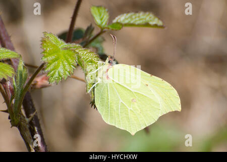 Seitenansicht der Schmetterling männlichen Zitronenfalter (Gonepteryx Rhamni) Bramble Blatt Stockfoto