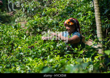 Sri Lanka, in der Nähe von Galle, Dorf Akuressa. Bio Green Tea Garden & Teefabrik, der nur Bio-Tee-Farm im Süden Sri Lankas. Typisch weibliche te Stockfoto