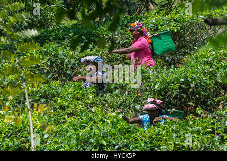 Sri Lanka, in der Nähe von Galle, Dorf Akuressa. Bio Green Tea Garden & Teefabrik, der nur Bio-Tee-Farm im Süden Sri Lankas. Typisch weibliche te Stockfoto