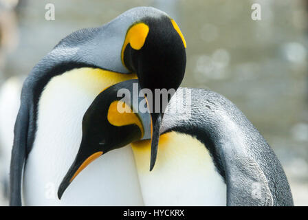 Nahaufnahme des Königs Pinguin Blick in die Kamera Stockfoto