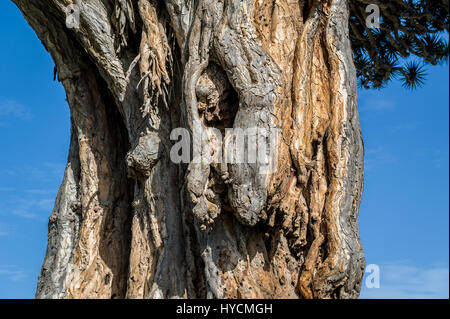 El Drago berühmte Draceana Baum Stockfoto