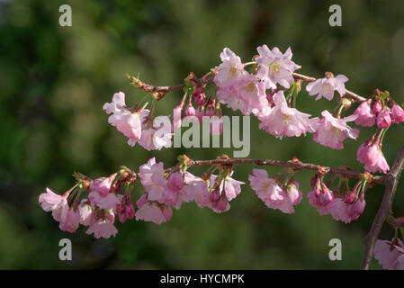 Blühende Zierpflanzen Pflaumenbaum im Garten MADD in Alton Baker Park, Eugene, Oregon. Stockfoto