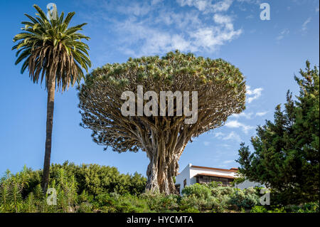 El Drago 1000 Jahre alten Draceana Baum Stockfoto