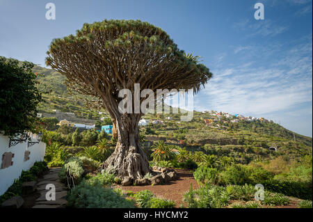 Drago Park, Teneriffa Stockfoto