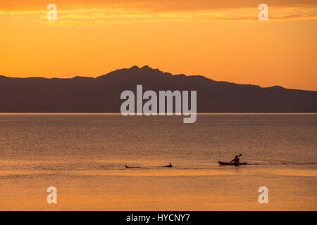 Kajakfahrer und Delfine in der Sea of Cortez, Loreto, Baja California Sur, Mexiko. Stockfoto