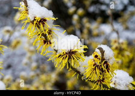 Hamamelis x intermedia 'gimborn Parfüm' Stockfoto