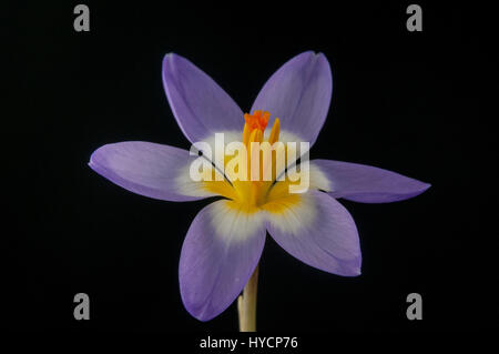 Crocus sieberi 'Tricolor' sublimis Subspezies. Stockfoto