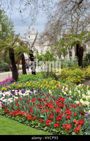 St James Park Frühling Blumenbeet mit Primeln und Hyazinthen. City of Westminster. London Stockfoto