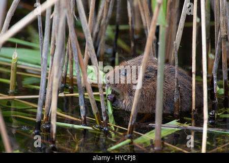 Schermaus, Arvicola Terrestris, alleinstehende Erwachsene ernähren sich von Schilf. Essex, England. Stockfoto