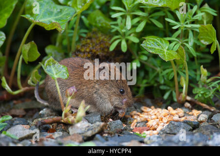 Rötelmaus, Clethrionomys Glareolus alleinstehende Erwachsene ernähren sich von Samen. Aviemore, Scotland, UK Stockfoto