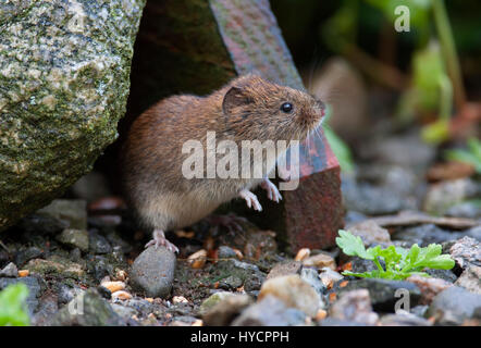 Rötelmaus, Clethrionomys Glareolus alleinstehende Erwachsene stehen unter Futtertisch. Aviemore, Scotland, UK Stockfoto