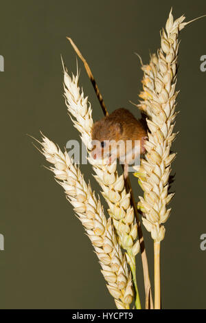 Maus, Micromys Minutus, alleinstehende Erwachsene sitzen auf Ähren zu ernten. (Captive) Stockfoto