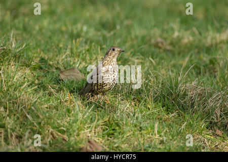 Soor Misteldrossel (Turdus Viscivorus) Erwachsenen, Nahrungssuche in Rasen, Derbyshire, England, März