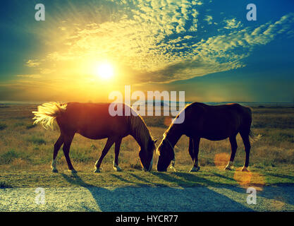 Paar Pferde grasen auf der Wiese bei Sonnenuntergang. Ländliche Nachtstück. Twilight-Zeit Stockfoto