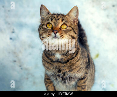 Katze, Wandern im Schnee Stockfoto