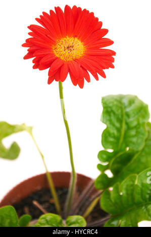 einzelne Gerbera Blume über weißen Hintergrund isoliert Stockfoto