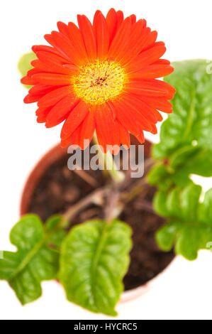 einzelne Gerbera Blume über weißen Hintergrund isoliert Stockfoto