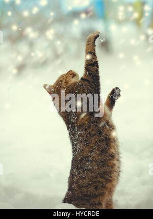 Bettelnden Katze auf Hinterbeinen im Winter im Freien stehen. Der Happy Cat mit Händen in der Luft mit Schnee bei Blizzard spielen. Stockfoto