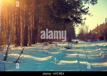Feldweg kauerte mit Schnee. Pinienwald entlang der Straße in sonniger Tag. Schneereiche Winter.  Landschaft im ländlichen Raum. Stockfoto