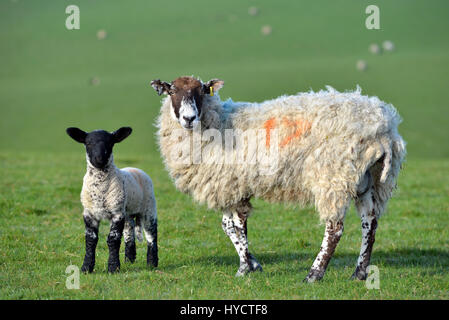 Mutterschaf mit Lamm auf den South Downs, Sussex, UK Stockfoto