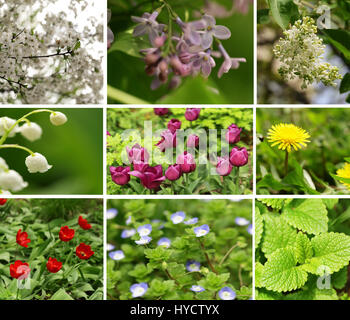 Collage, Set Frühling Zeit Blumen und Bäume Stockfoto