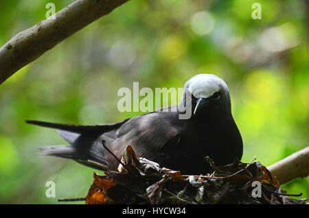 Eine Verschachtelung schwarzer Noddy Seeschwalbe (Anous Minutus) sitzt auf seinem Ei Lady Elliot Island, Great Barrier Reef, Queensland, Australien Stockfoto