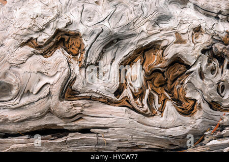 Alte Zeder Treibholz Stockfoto