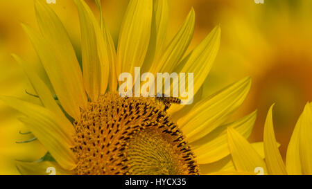 Schöne Sonnenblumen Stockfoto