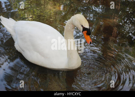 Weisser Schwan schwimmt im Teich. Stockfoto