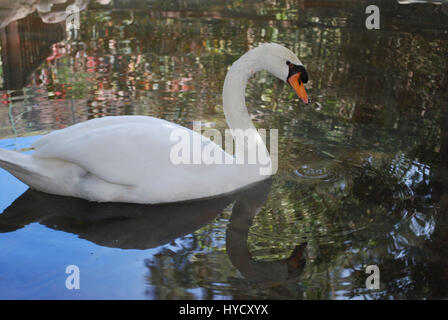 Weisser Schwan schwimmt im Teich. Stockfoto