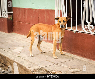 Brown Street One Hund auf der Suche nach Nahrung Stockfoto