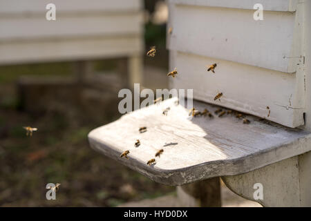 Fliegen von White Hives mit einem lebhaften Verkehr der Bienen Summen und den Bienenstock in ihrer Jagd nach Nahrung, Pollen Stockfoto