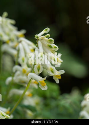 Nahaufnahme von einem Corydalis Ochroleuca Blütenstand Stockfoto